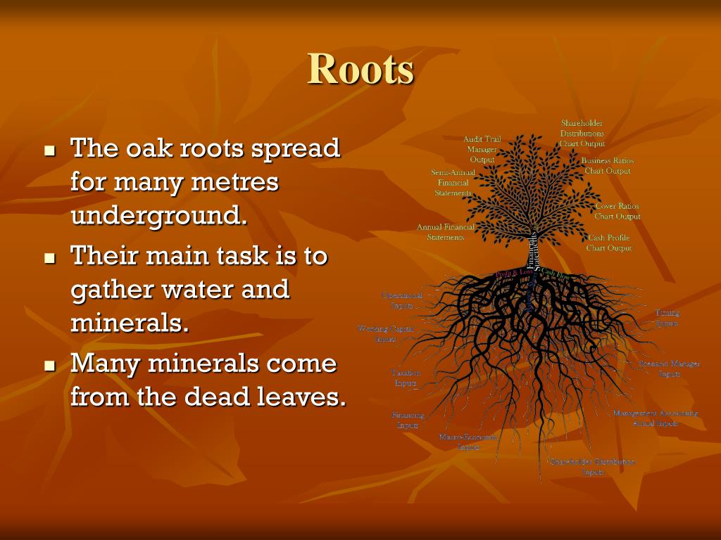 PPT Oak Tree Ecosystem PowerPoint Presentation, free download ID4045274
