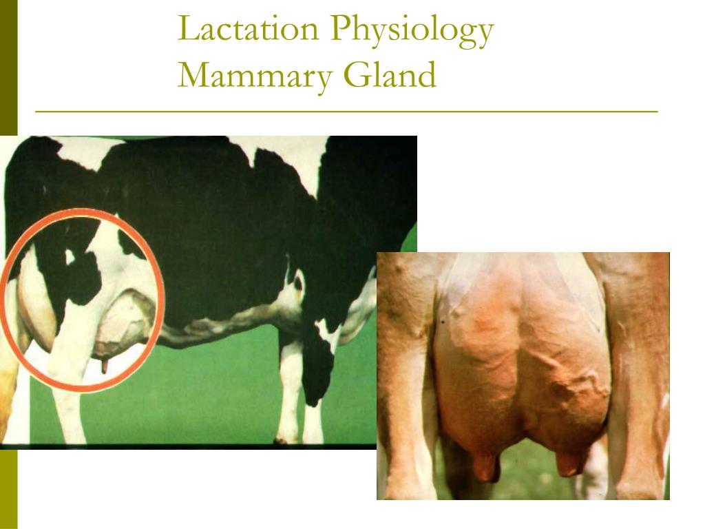 PPT Lactation Physiology Mammary Gland PowerPoint Presentation, free