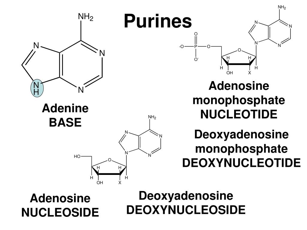 PPT Nucleic Acids The Ultimate Building Blocks PowerPoint