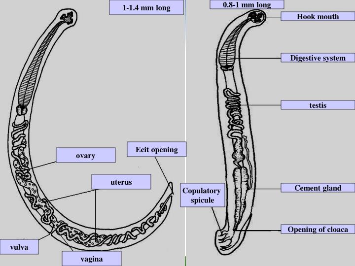 PPT Phylum Nemathelminthes Class Nematoda Ancylostoma PowerPoint