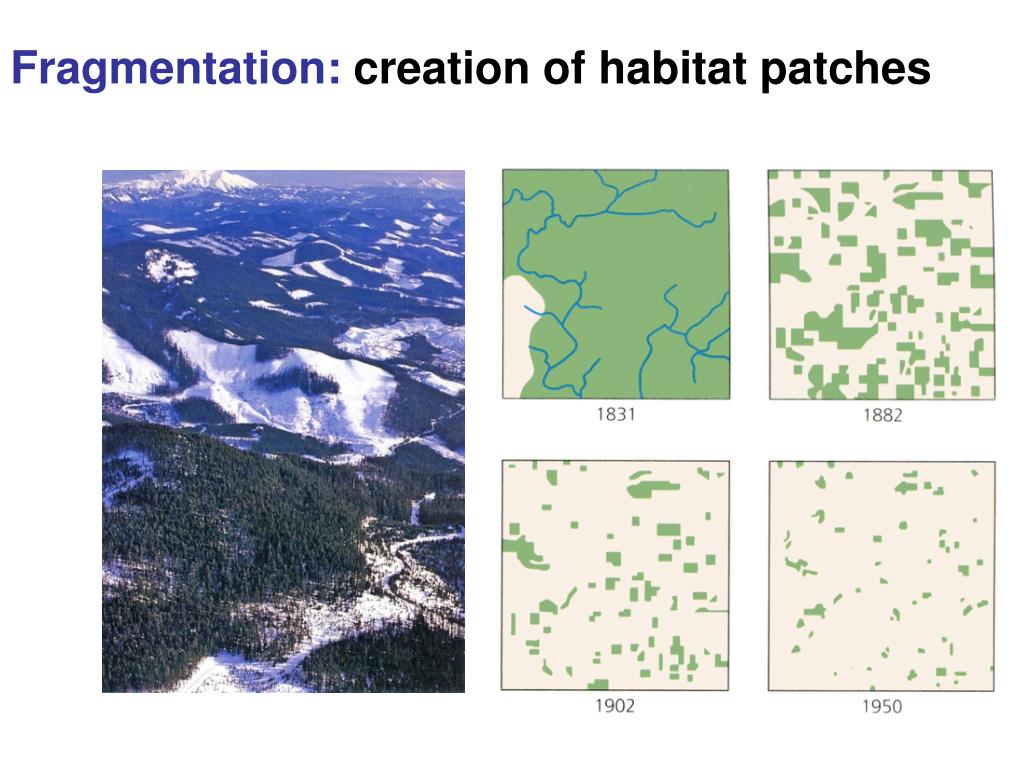 PPT Landscape Ecology Largescale Spatial Patterns and Ecological