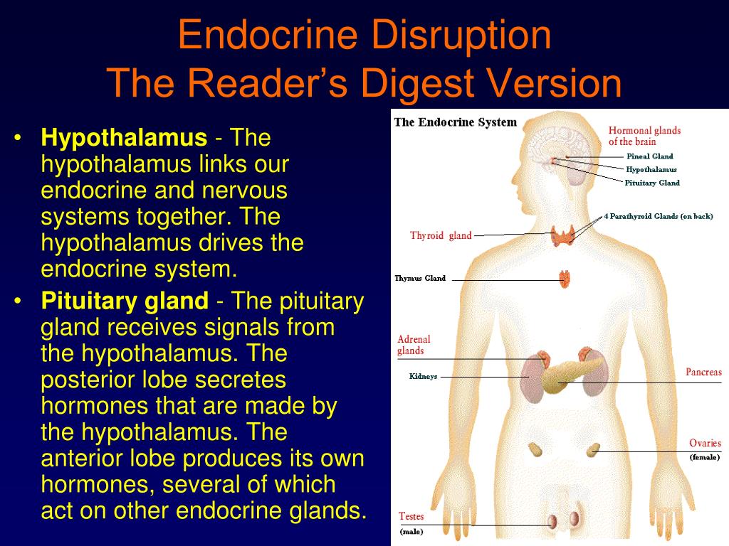 PPT Endocrine Disruption PowerPoint Presentation, free download ID