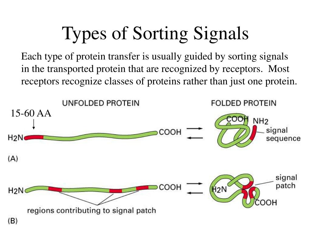 PPT Intracellular Compartments and Protein Sorting PowerPoint
