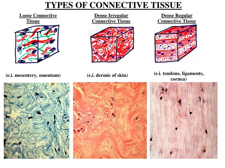 PPT DEVELOPMENT OF CONNECTIVE TISSUE PowerPoint Presentation ID4064482