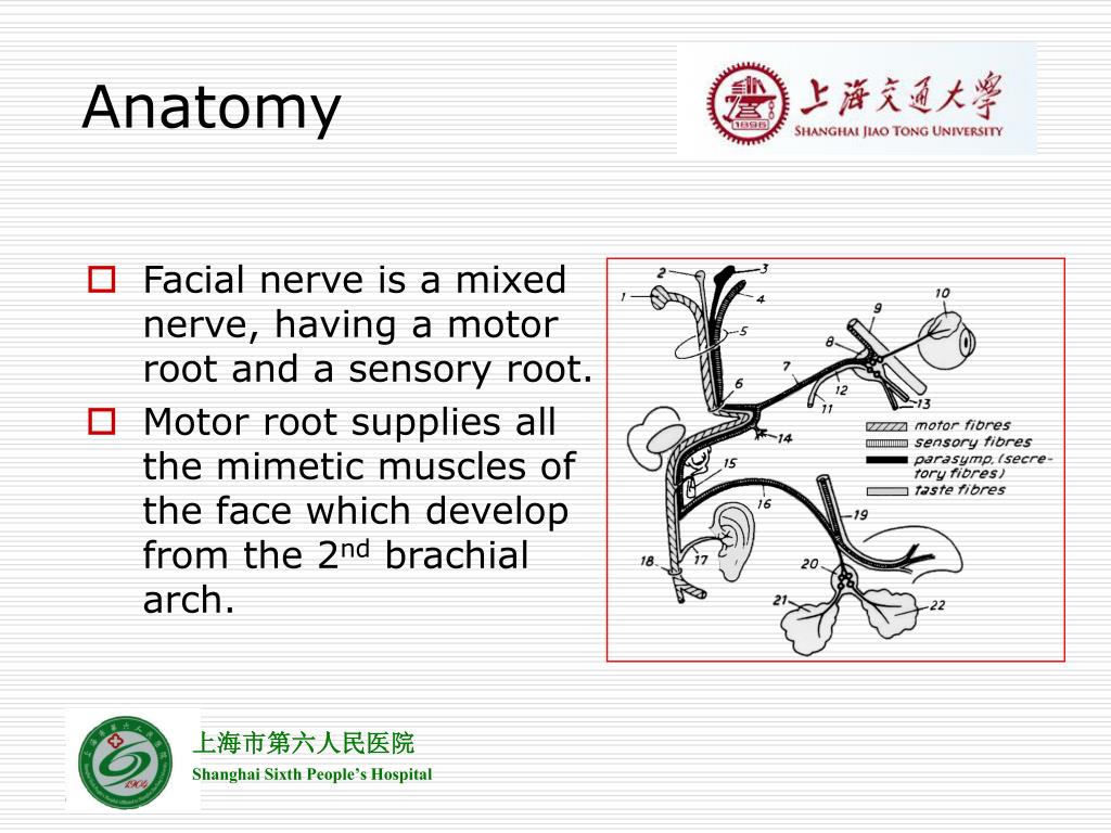 PPT Facial Nerve Disease PowerPoint Presentation, free download ID