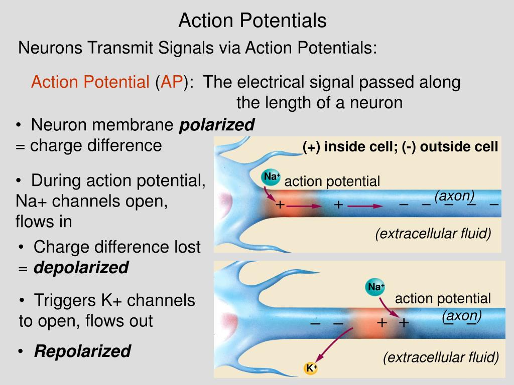PPT Neuron Structure and Function Relationship between Stimuli Input