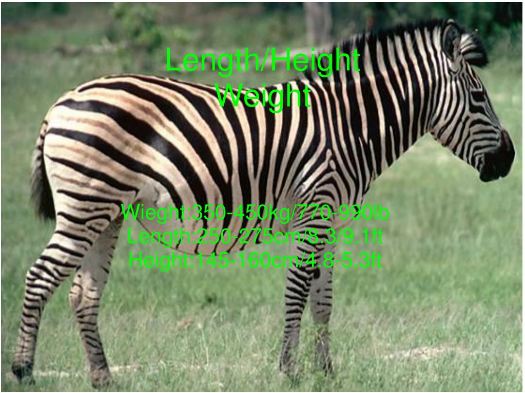 PPT Zebra PowerPoint Presentation, free download ID4070523