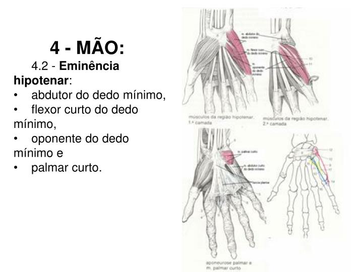 PPT MIOLOGIA PowerPoint Presentation ID4072893
