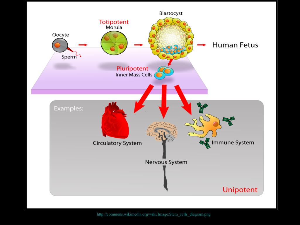 PPT Stem Cells PowerPoint Presentation, free download ID4076868