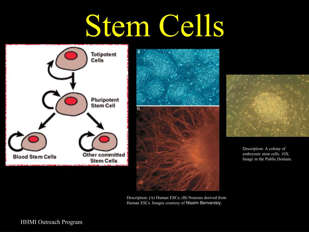 PPT Stem Cells PowerPoint Presentation, free download ID4076868