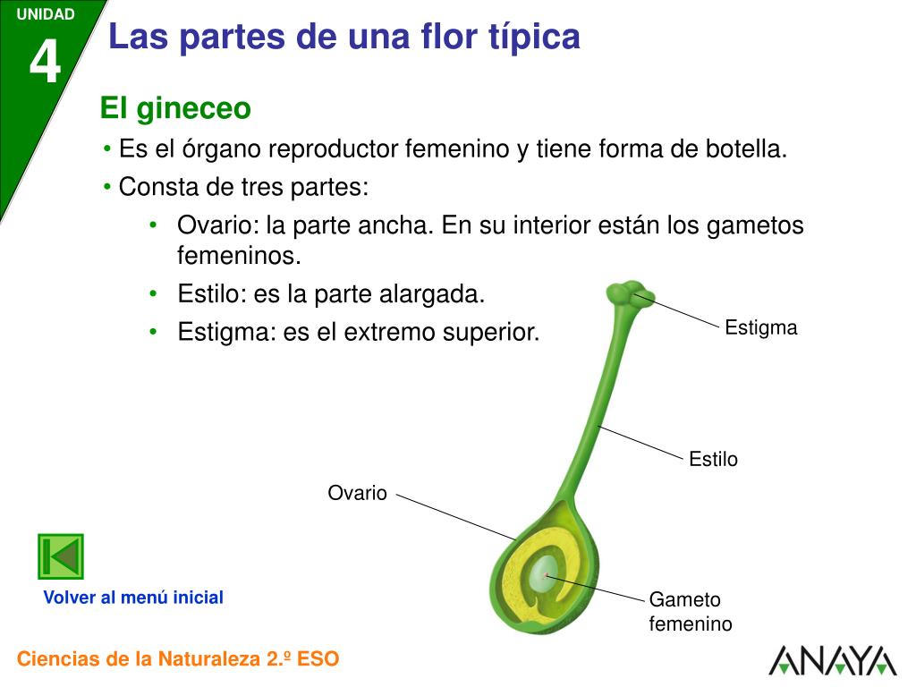 Funcion De La Antera En La Flor Compartir Flores
