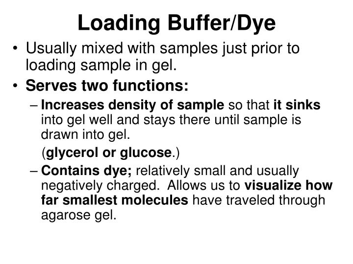 PPT Agarose (Horizontal) Gel Electrophoresis PowerPoint Presentation