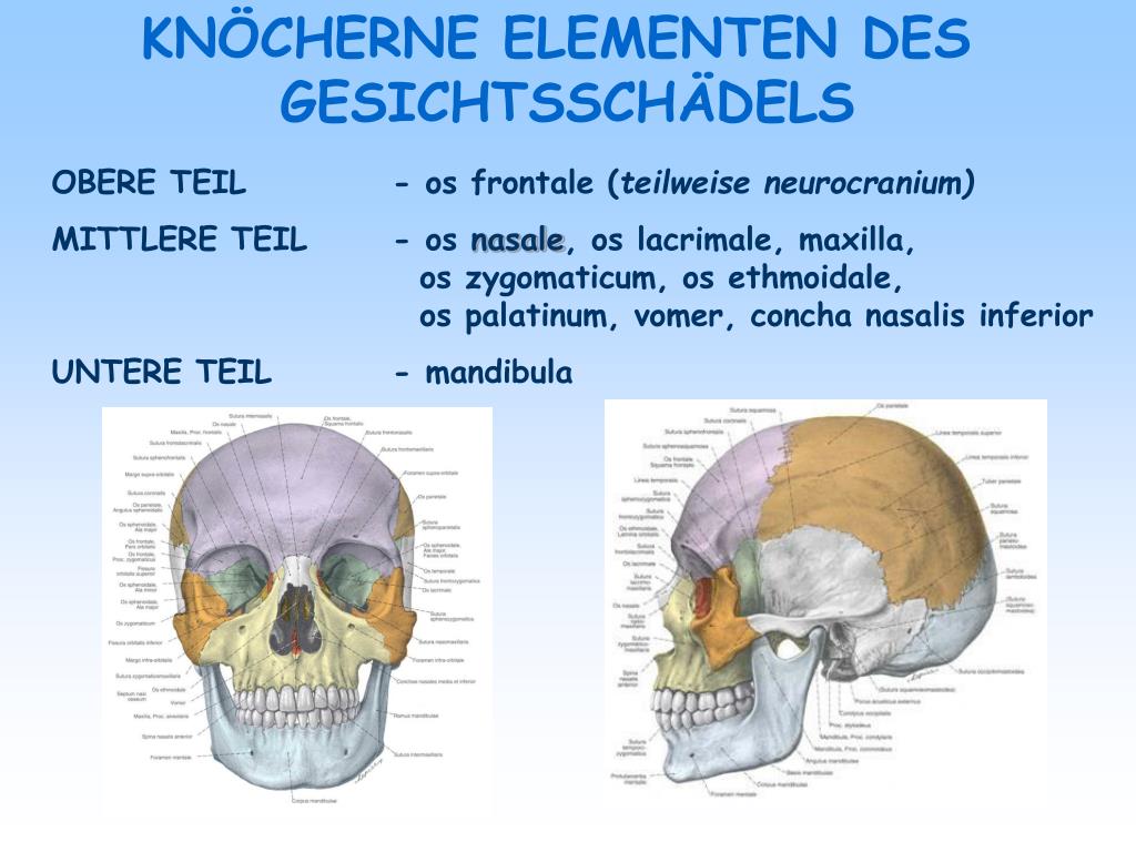 PPT GESICHTSCRANIUM UND AUGENHÖHLE PowerPoint