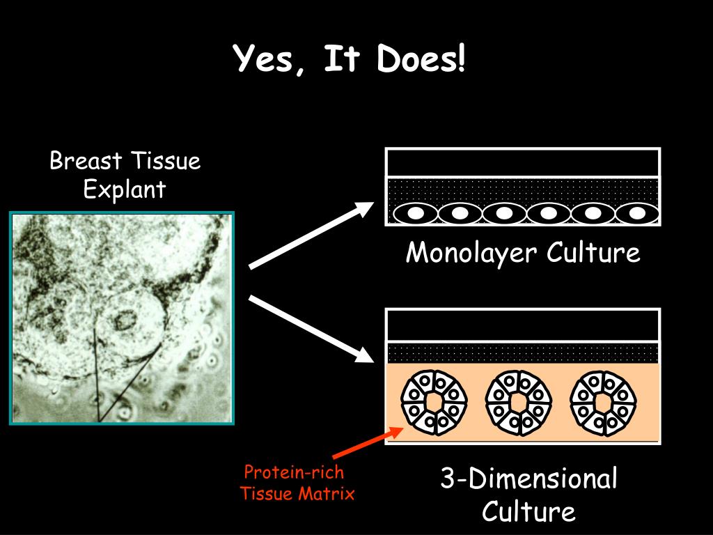 PPT BIO 313 Embryology Lecture 37 Germ Line & Birth Defects
