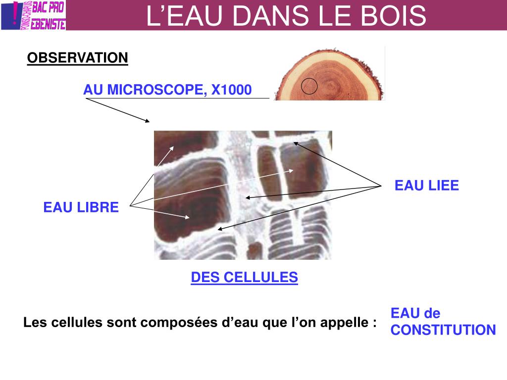 PPT L’EAU DANS LE BOIS PowerPoint Presentation, free download ID4087101