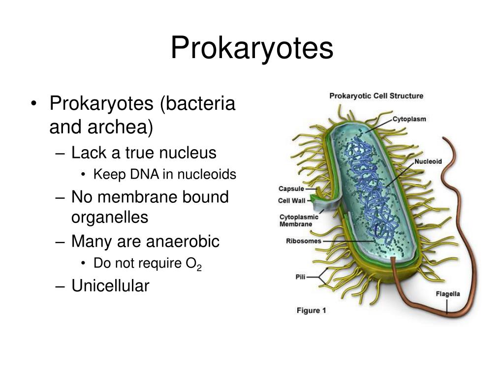 PPT Prokaryote vs. Eukaryote PowerPoint Presentation, free download ID4088262