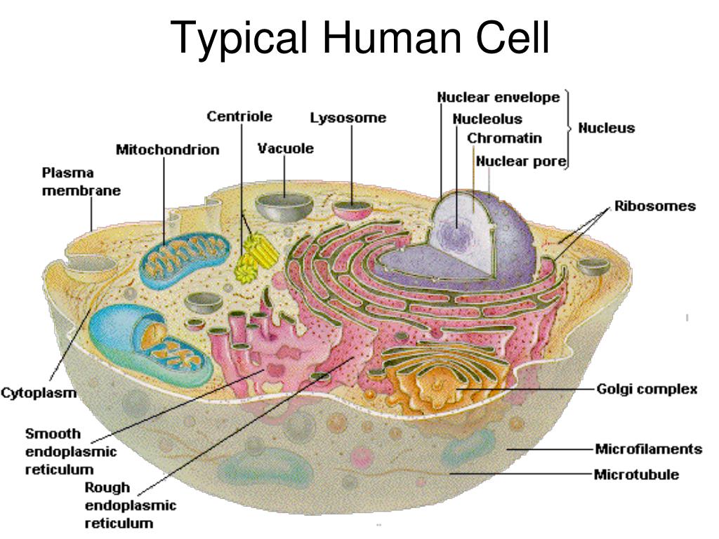 PPT Chapter 5 The human organism and the perpetuation of life