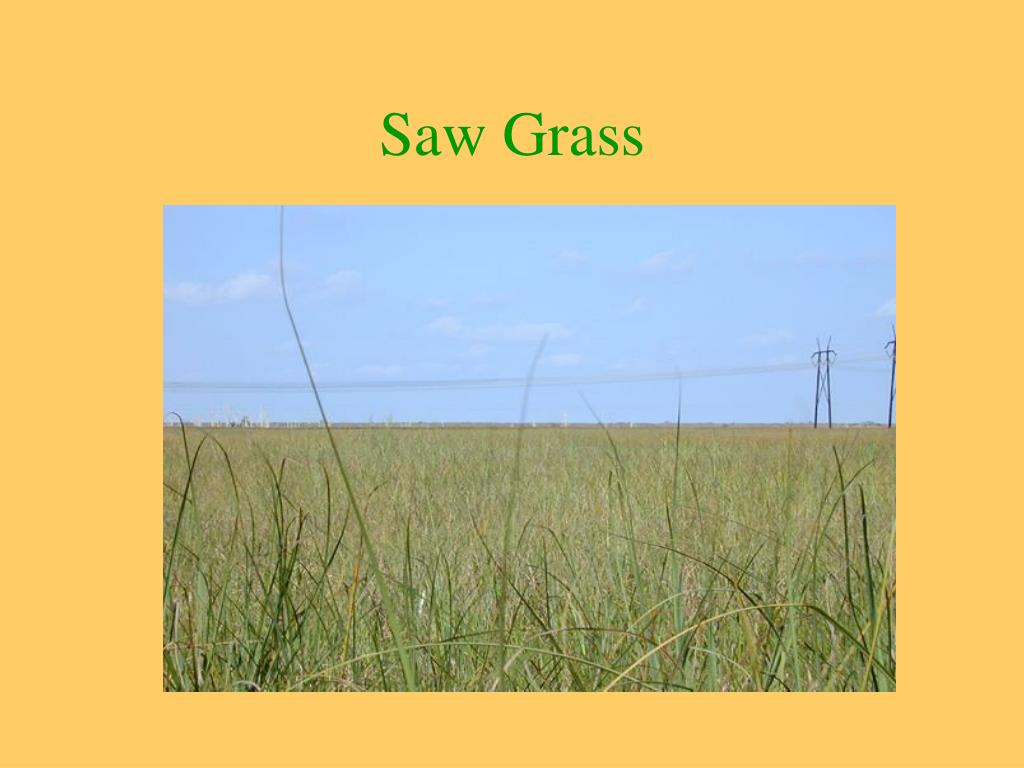 PPT In what state is the Everglades located? PowerPoint Presentation