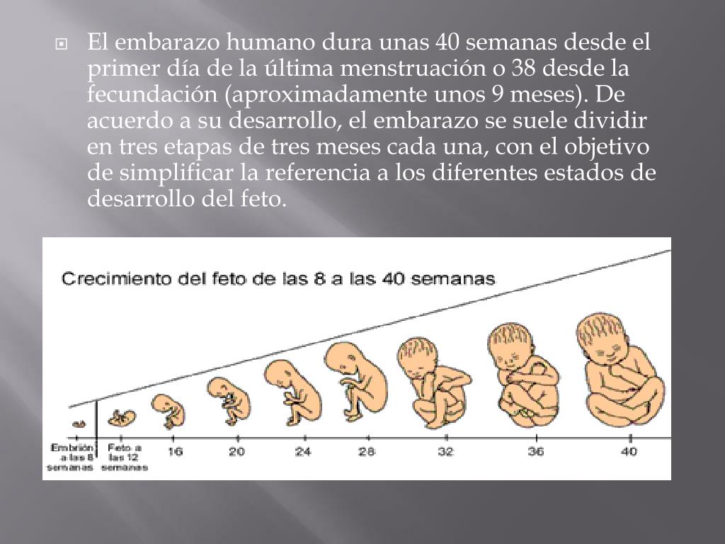 PPT CICLO DEL EMBARAZO PowerPoint Presentation, free download ID