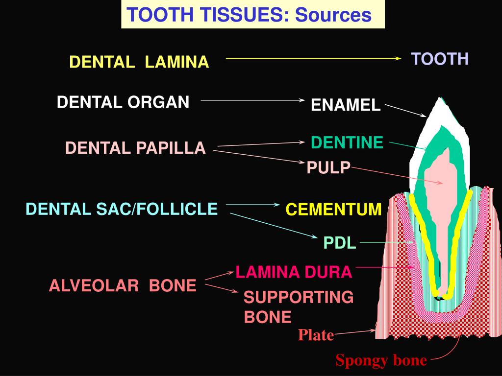PPT TOOTH & RELATED TISSUES Developmental goal PowerPoint