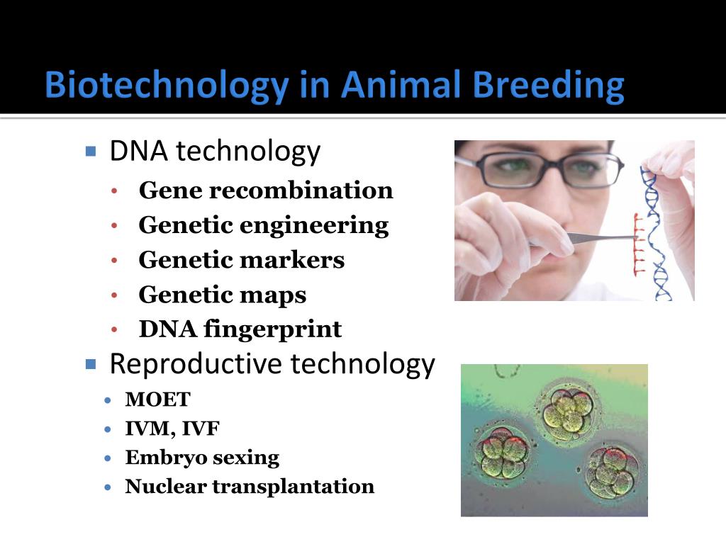 PPT Biotechnology applied in animal breeding PowerPoint Presentation