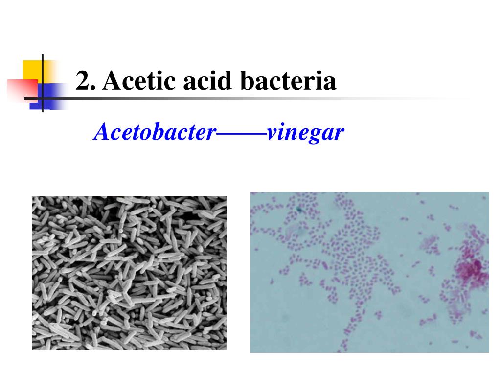 PPT Chapter 1 Strain Breeding PowerPoint Presentation, free download