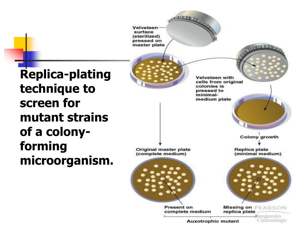 PPT Chapter 1 Strain Breeding PowerPoint Presentation, free download