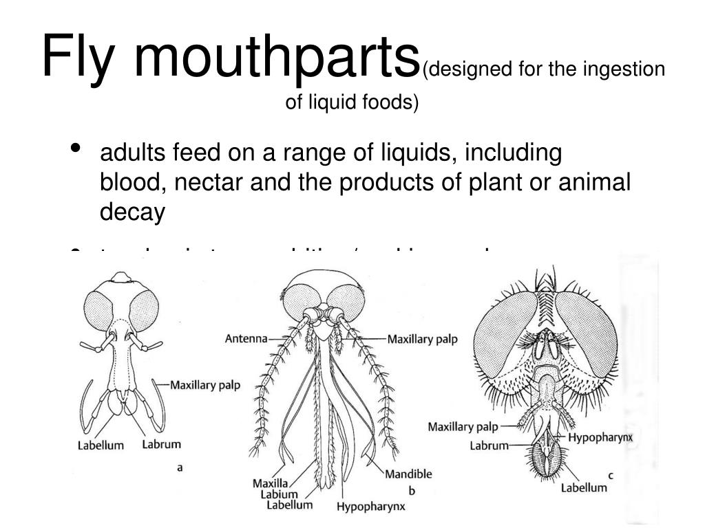 PPT Flies PowerPoint Presentation, free download ID4105754