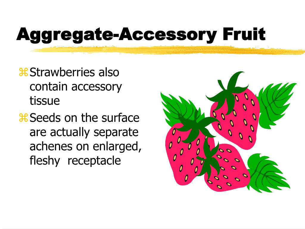 PPT FRUITS AND SEEDS PowerPoint Presentation, free download ID4105908
