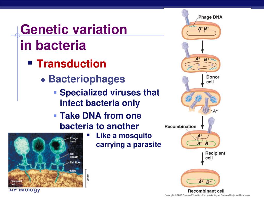 PPT Bacteria PowerPoint Presentation, free download ID4106388