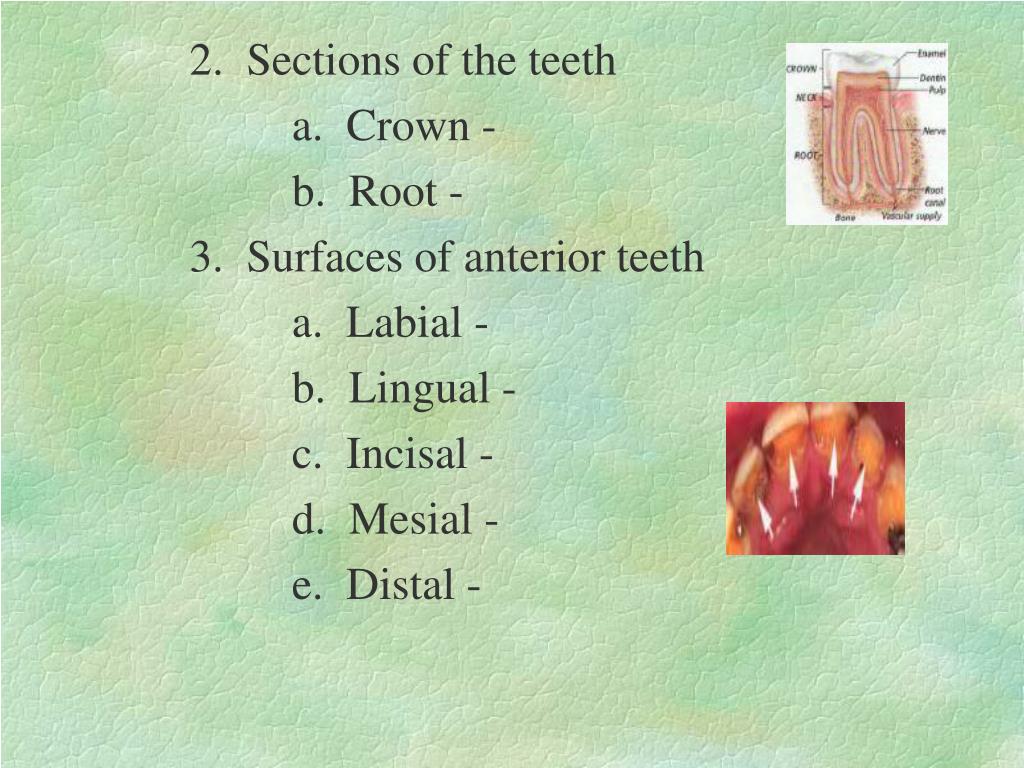 PPT UNIT 10 DENTAL SERVICES PowerPoint Presentation, free download ID4110773