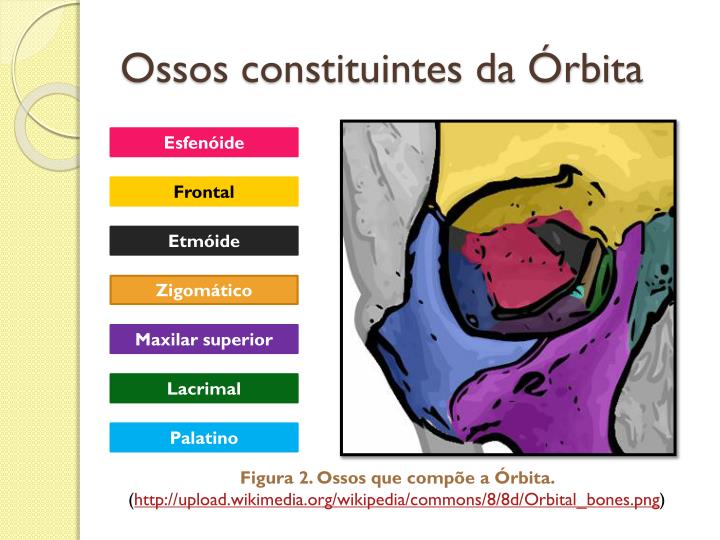 PPT Ossos da Órbita e da Cavidade Nasal PowerPoint Presentation ID