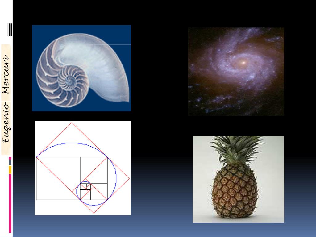 PPT La sezione aurea PowerPoint Presentation, free download ID4111640