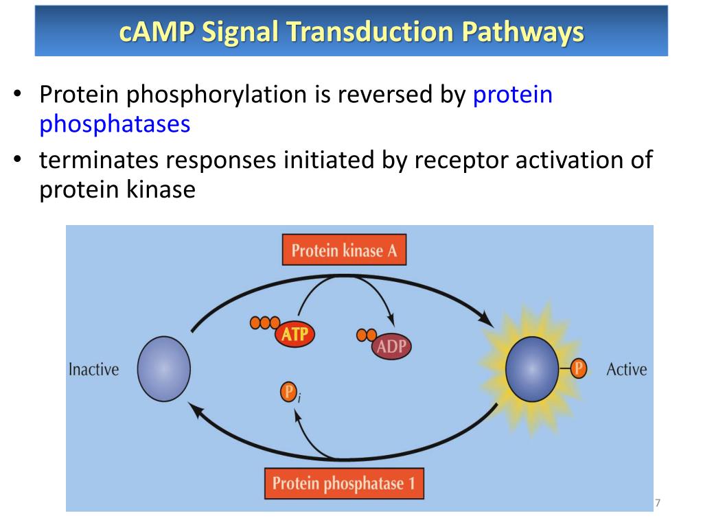 PPT Cell Signaling II Signal Transduction pathways PowerPoint