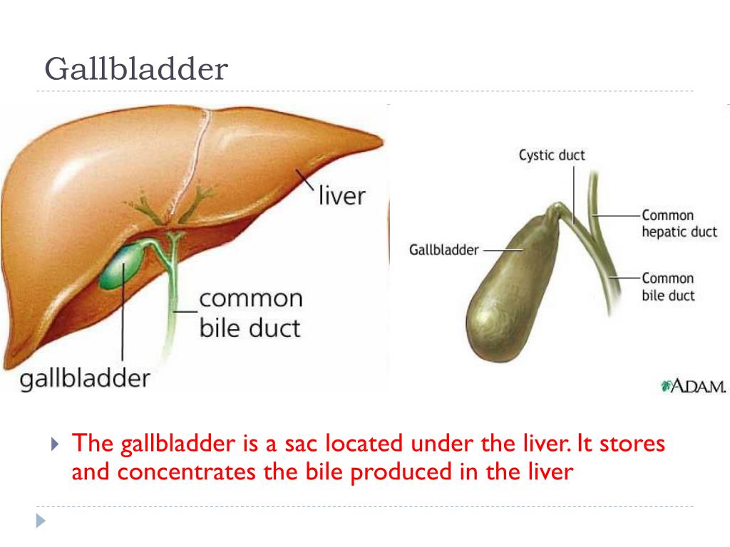 PPT Histology of GIT II PowerPoint Presentation ID4119080