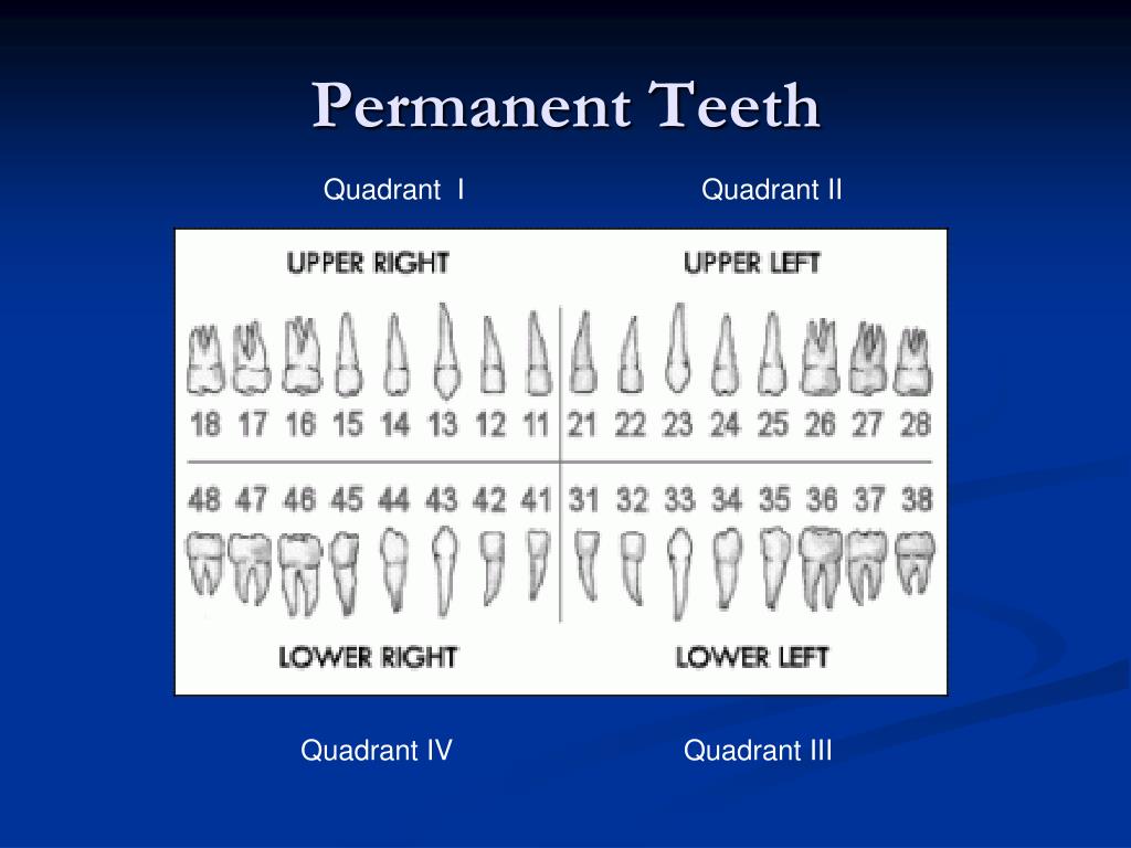 PPT Pediatric Dentistry Seminar PowerPoint Presentation