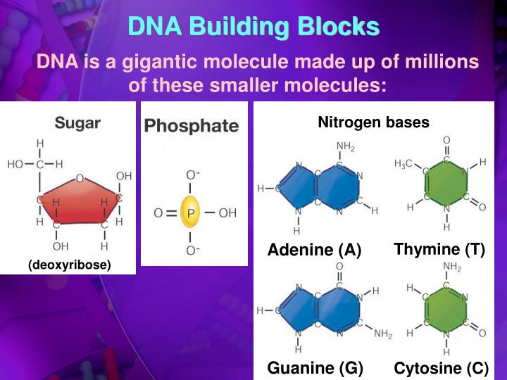 PPT DNA Blueprint for Life PowerPoint Presentation ID4121653