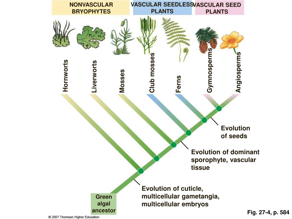 PPT The Plant Kingdom Seedless Plants PowerPoint Presentation, free download ID4122393