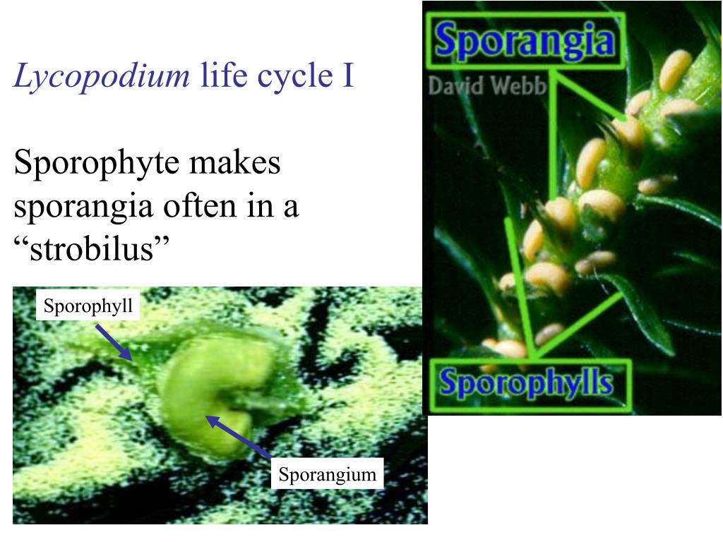 PPT Vascular Plants PowerPoint Presentation, free download ID4122450