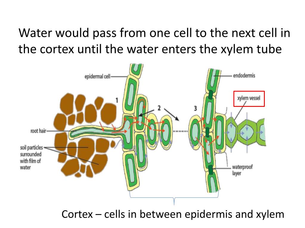 PPT Entry of water into plants PowerPoint Presentation, free download