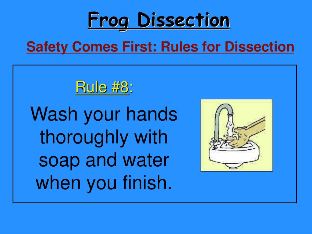 PPT Frog Dissection PowerPoint Presentation, free download ID4127067