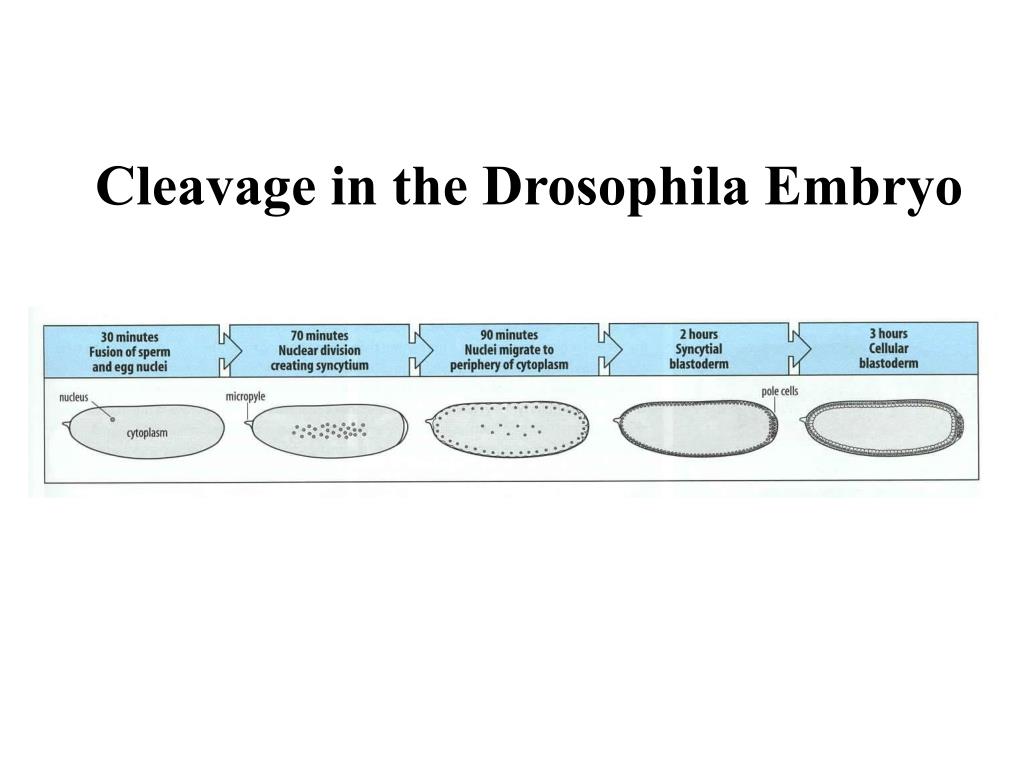 PPT Drosophila melanogaster PowerPoint Presentation, free download