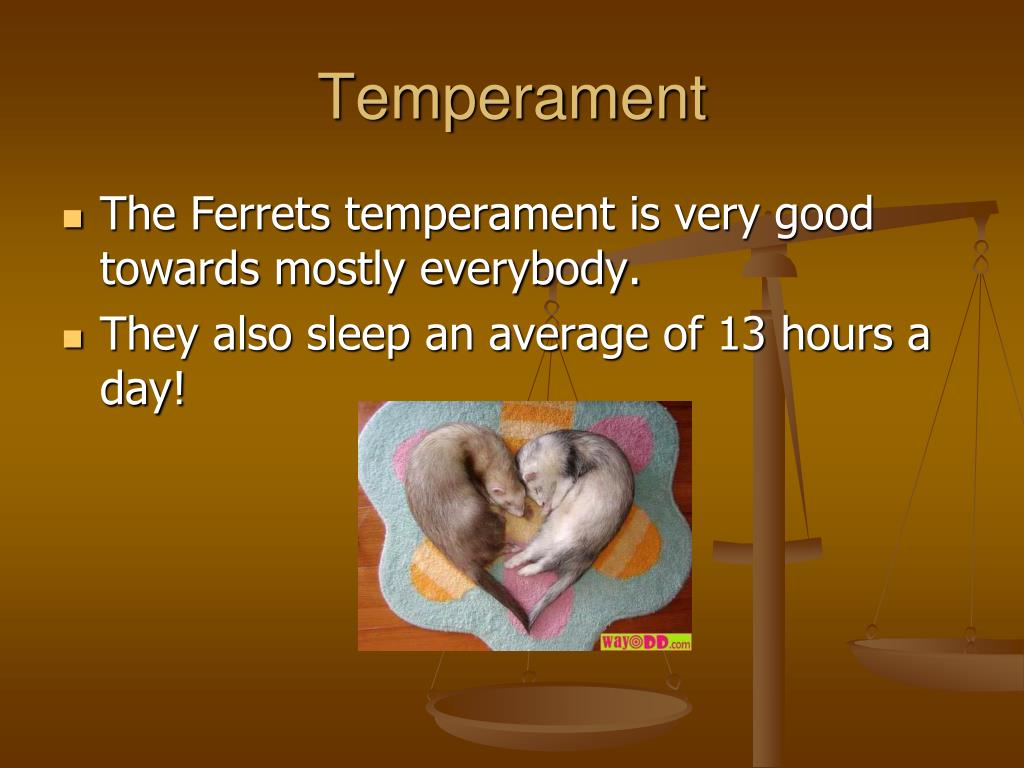 PPT Ferrets PowerPoint Presentation, free download ID4130710