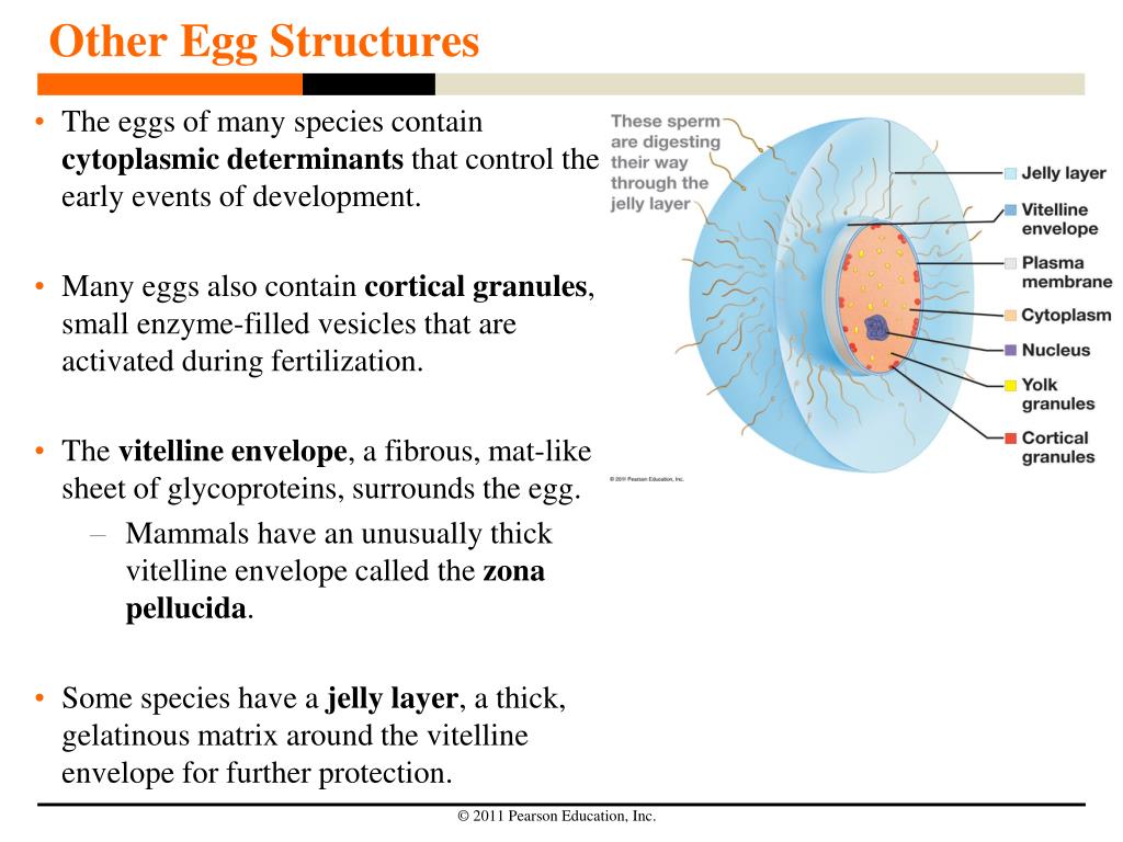 PPT Sperm Structure and Function PowerPoint Presentation, free