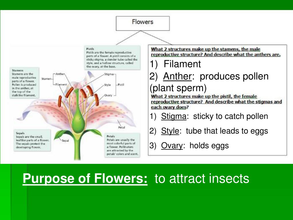 PPT Plant Kingdom Notes PowerPoint Presentation, free download ID