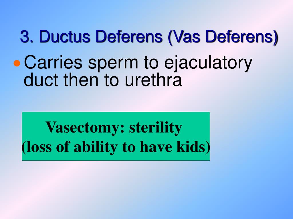 PPT The Human Reproductive System PowerPoint Presentation, free