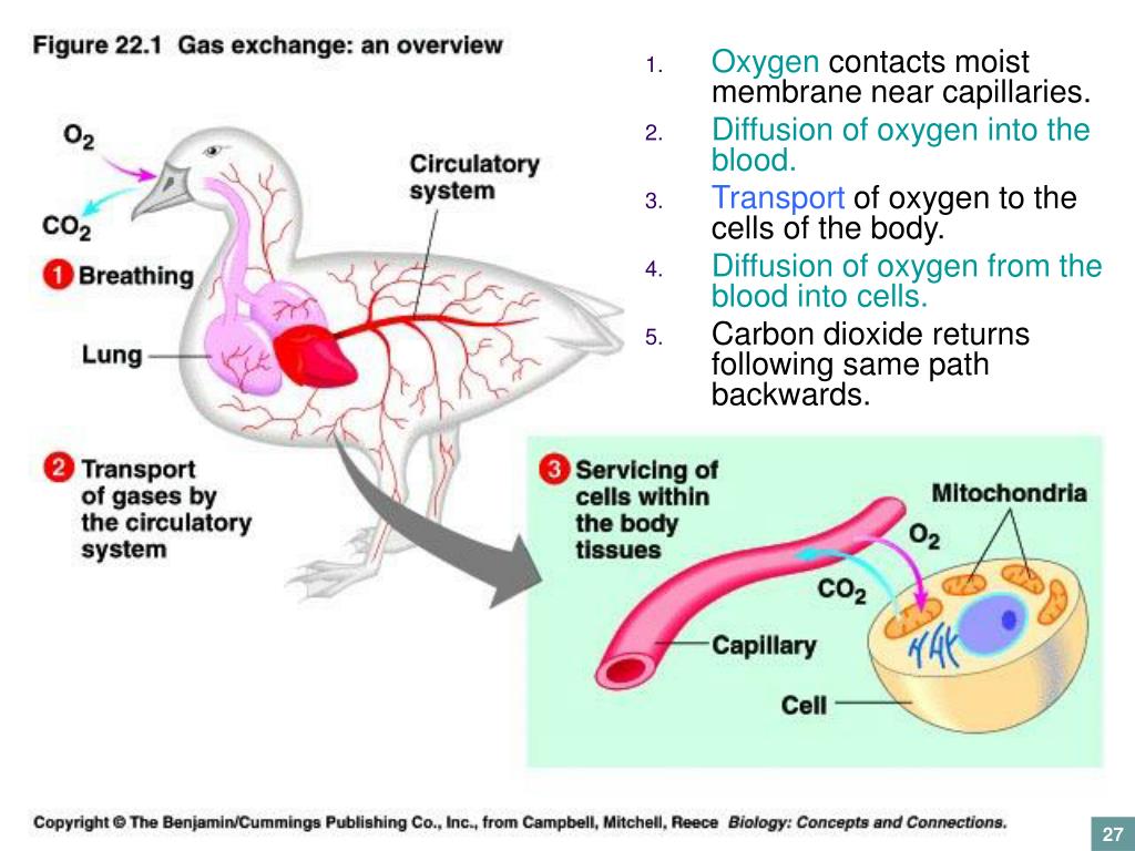 PPT Chapter 3 Exchanging Materials with the Environment PowerPoint
