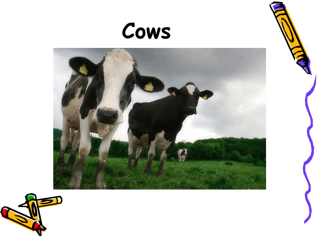 PPT Rabies What We need to know! PowerPoint Presentation, free