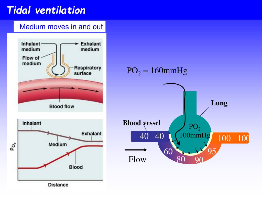 PPT Respiratory Systems PowerPoint Presentation, free download ID