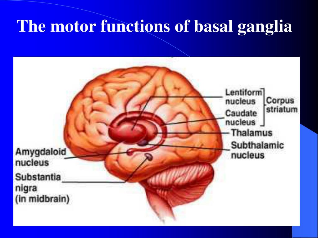 PPT Cerebellum and Basal Ganglia in Motor Control PowerPoint